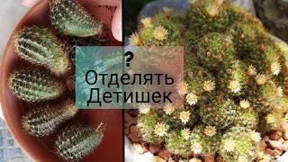 Надо Отделять Детишек Кактусов ??