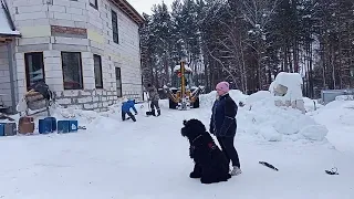 Гелиос не просто спасает хозяйку. Он становится управляемым. Город Реж на Урале.