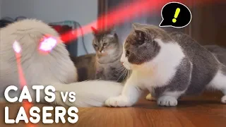 Cats vs Lasers Compilation