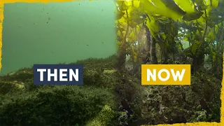 We are Reforesting the Ocean - here's how