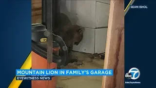IE family encounters mountain lion in home | ABC7