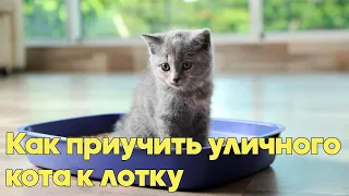 Как приучить уличного кота к лотку? Основные методы. Советы Ветеринарного Врача.