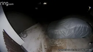 Fight between cat and coyote