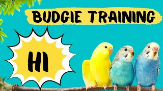 Teach your Budgie to say HI, HELLO, Budgie Talking Training, How to teach a budgie to talk