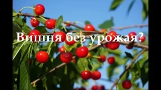 Вишня цветет и без урожая?