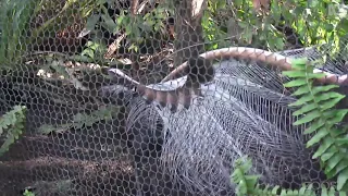 Lyrebird mimics construction sounds - ABC Perth