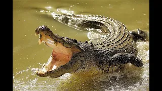 Crocodiles eat stones for their survival. Interesting facts about crocodiles. Crocodile videos.