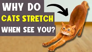 WHY YOUR CAT STRETCHES WHEN SEEING YOU 🔥