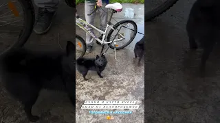 шипперке #dog #schipperke #собака #схипперке #шипперке