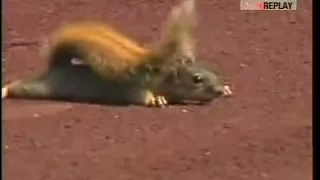 Squirrel takes over baseball game