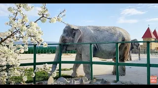 Я не знала что слонихи могут ТАК ОБИЖАТЬСЯ!