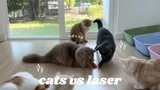 cats vs laser