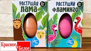 ВЫРАСТИЛИ ЛАМУ И ФЛАМИНГО ИЗ КБ / Растущая игрушка в яйце