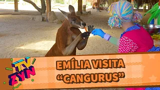 O PICAPAU AMARELO: EMILIA VISITA - CANGURUS