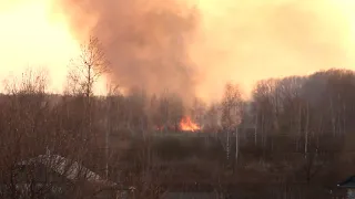 Якась тварина підпалила очерет