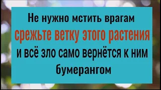 Порча вернётся врагам! Срежьте 1 веточку этого растения и больше никто вам не навредит