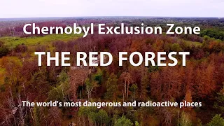 The Red Forest. The most dangerous and radioactive places in the world. Chernobyl Exclusion Zone