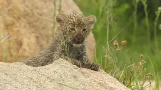 Very cute leopard cub