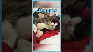 Your Daily Dose Of Cuteness 🥰  | Wholesome Moments