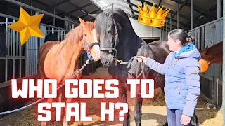 A big secret for you! Mothers and children | Friesian Horses