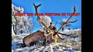 Massive Red Deer Hunt in Turkey