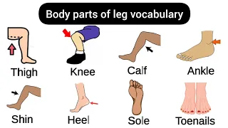 Basic Parts Of Body | Part Of Leg | Body Parts In English |  #learnenglish #bodyparts