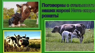 Поговорим о стельности наших коров! Ноте скоро рожать!