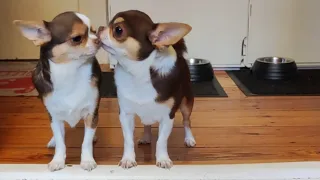 Paws, Love, and Steak: A Chihuahua Love Tail