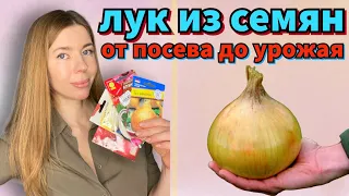 КАЖДЫЙ ГОД ВЫРАЩИВАЮ ЛУК ТОЛЬКО ТАК. Крупный лук из семян за один сезон "от А до Я"