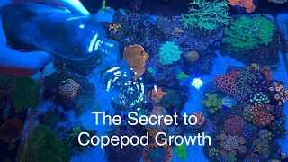 How to grow & culture copepods in reef tank! The secret benefits copepods have to devouring diatoms!