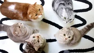 Hungry Cats Meowing for Food [SURI&NOEL CAT's STORY]