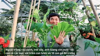 Vườn ao chuồng trên sân thượng của ông bố Hà Nội | Vườn phố bình an