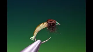 Fly tying a free swimming caddis larva with Barry Ord Clarke