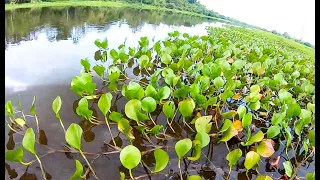 Pescaria com malhadeira