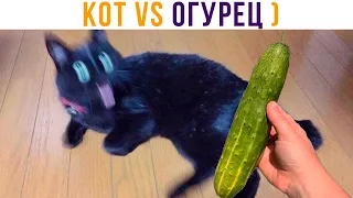 КОТ VS ОГУРЕЦ))) Приколы с котами | Мемозг 777