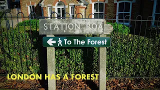 A walk in the People's Forest - Epping Forest walk (4K)