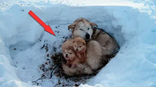 Волчица билась в истерике, откапывая горы снега. Она была обязана ИХ спасти!