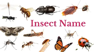 Insect name | Insect name in English| Insect for kids |Insect and bugs vocabulary