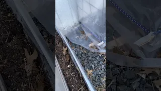 Growing iceberg lettuce in a cold frame in winter #gardening #growyourownfood #coldframe #startnow