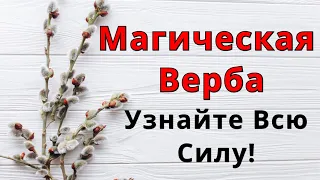 12 свойств ВЕРБЫ, о которых вы НЕ знали