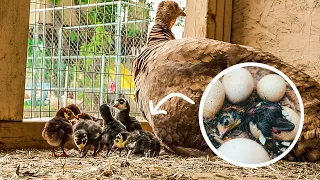 Mama Turkey hatching out a load of Baby Chicks