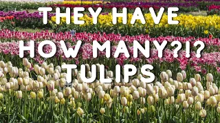 Tulip Tour of Veldheer Farms -Tulip Time Festival- Holland Michigan