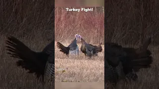Turkey Fight! #shorts | Crazy Animal Encounter
