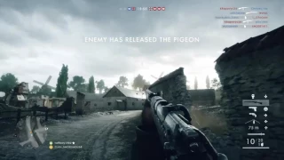 BF1 accidental pigeon kill