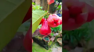 water apple fruit🌸water apple plant . water apple 🌲 best relaxing fruit tree farming