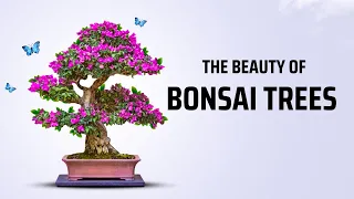 Exploring the Beauty of Japanese Bonsai Trees
