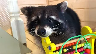 New cute pet or 5 reasons to get a raccoon