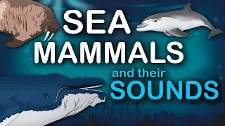 Sea Mammals and their Sounds