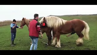 very big horse mating 🔥 | animal mating video