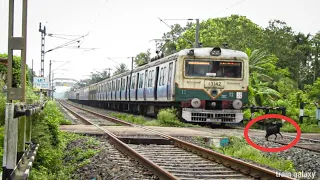 Unexpected Encounter: Local Train Hits a Goat